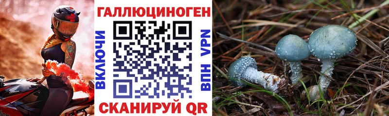 хочу наркоту мега ссылки Галлюциногенные грибы Psilocybe Елабуга